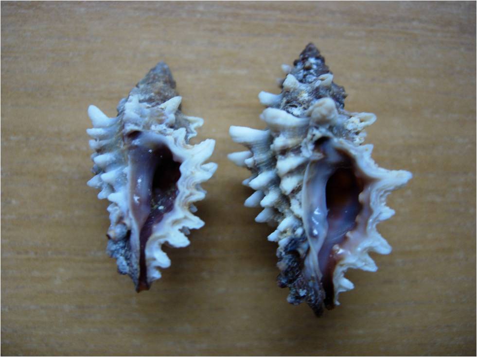 Muricopsis cristata o Muricopsis cevikeri??